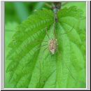 Rilaena triangularis - Weberknecht 01.jpg